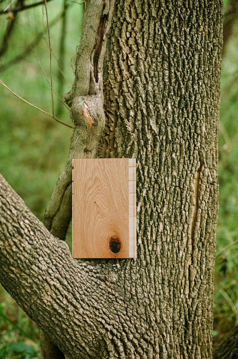 Forest - Image 11