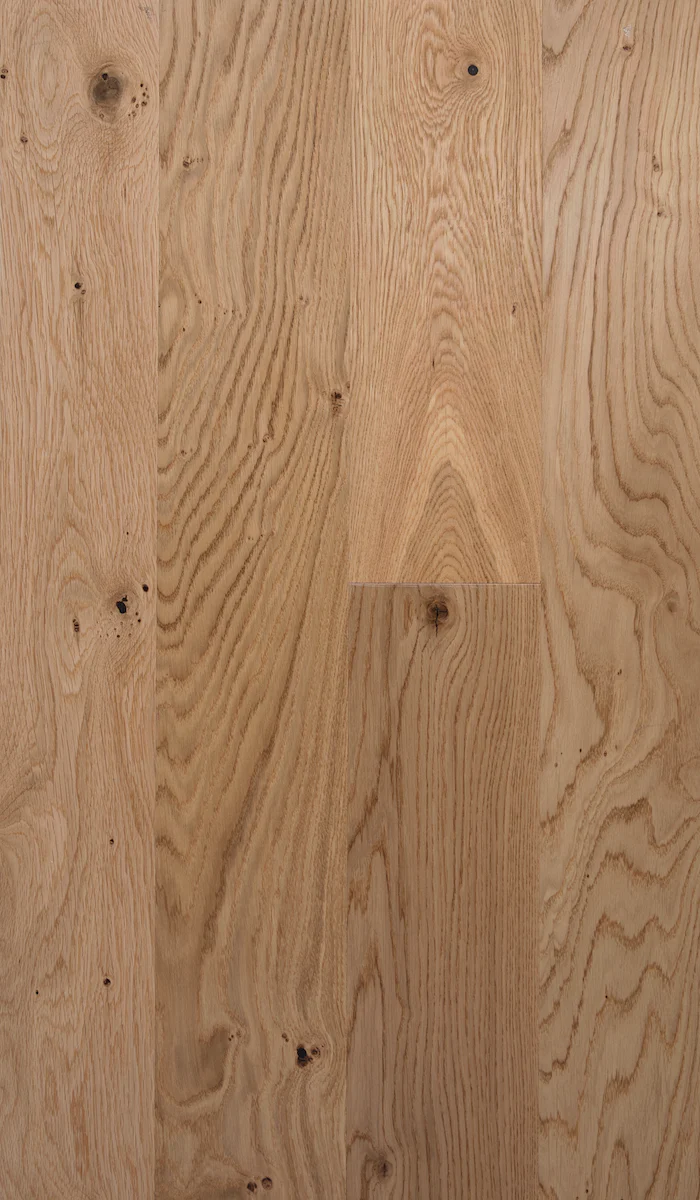 Forest - Image 15